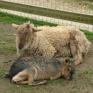 Sleepy creatures at Shepreth 05/04/10