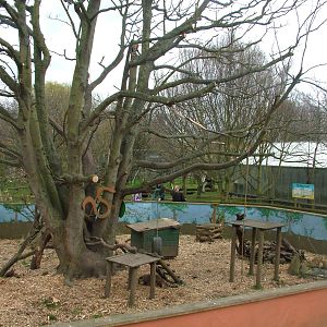 Ring-tailed Coati exhibit at Shepreth 05/04/10