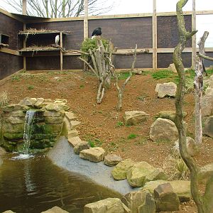 Ibis and Egret Aviary at Shepreth 05/04/10