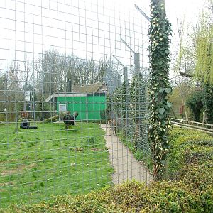 Tiger exhibit at Shepreth 05/04/10