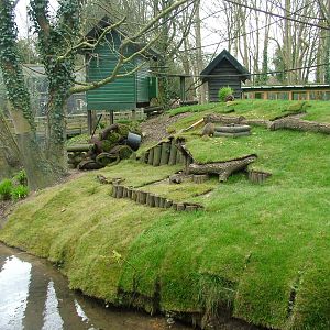 Agouti/Tamarin Island at Shepreth 05/04/10