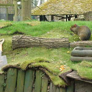Workshy Agouti at Shepreth 05/04/10