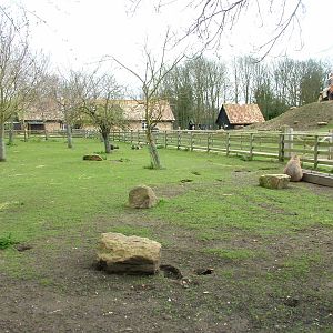 Paddock view at Shepreth 05/04/10