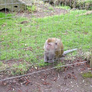 Crab-eating Macaque at Shepreth 05/04/10