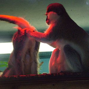 Vervet Monkeys at Shepreth 05/04/10