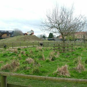 Emu paddock at Shepreth 05/04/10