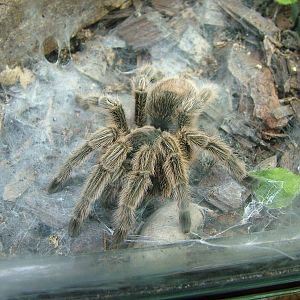 Rose-haired Tarantula at Shepreth 05/04/10