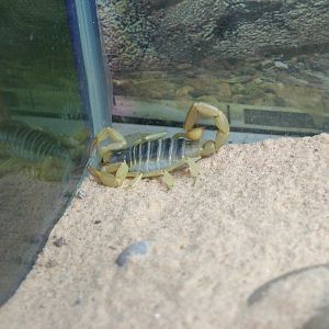 Scorpion at Shepreth 05/04/10