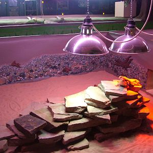 Reptile display at Shepreth 05/04/10