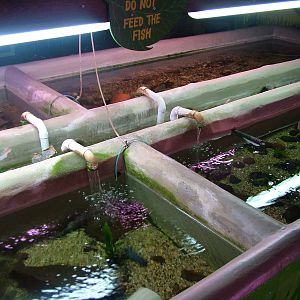 Fish displays at Shepreth 05/04/10