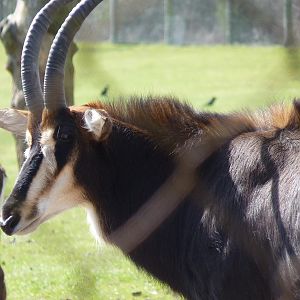 Sable Antelope