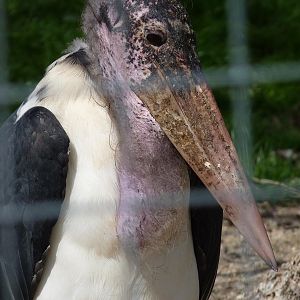 Marabou Stork