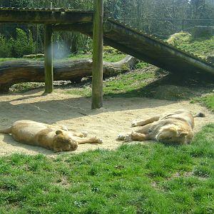 Asiatic Lions