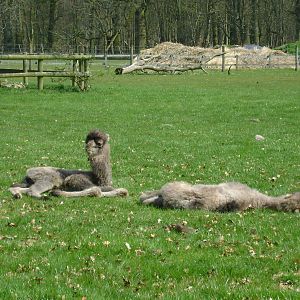 Bactrian camel calves