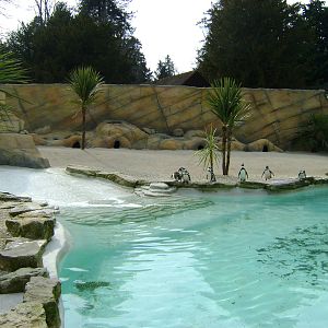 Penguin pool "Atacama beach"