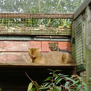 Jagurundi and kitten