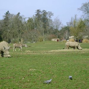 White rhino and zebra