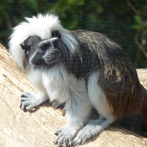 Cotton-Top Tamarin