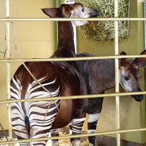 Zukisa and Dumela the Okapis