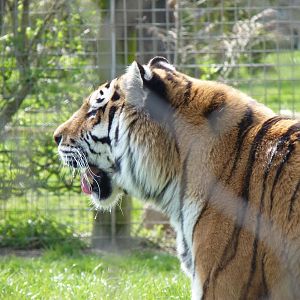 Yenna the Amur Tiger