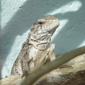 Five-Keeled Spiny-Tailed Iguana