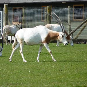 Scimitar-Horned Oryx