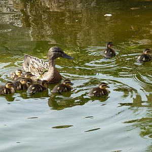 Duck Family in the Otter Pond