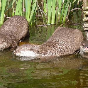 Asian Short-Clawed Otters
