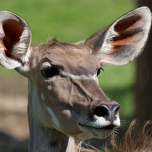 Kudu