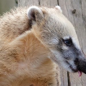 Ring Tailed Coati