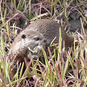 Otter with Duckling Prey