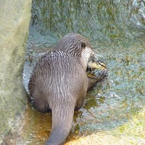 Otter with Duckling Prey
