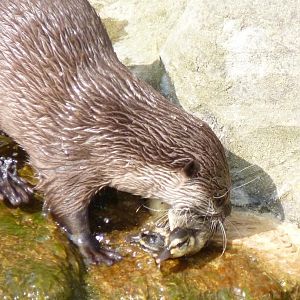 Otter with Duckling Prey