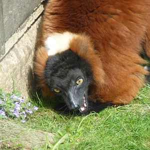 Red Ruffed Lemur