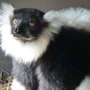 Black and White Ruffed Lemur