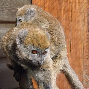 Alaotran Gentle Lemur and Baby
