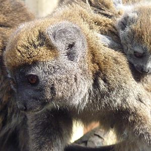 Alaotran Gentle Lemurs and Baby
