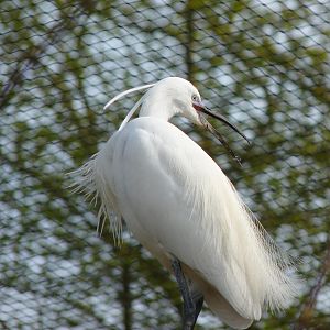 Little Egret