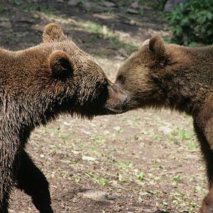 Brown Bears
