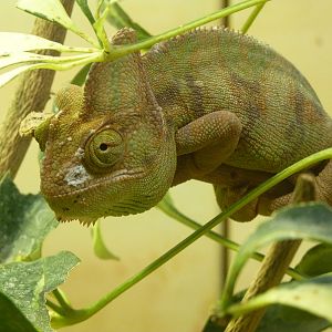 Yemen Chameleon