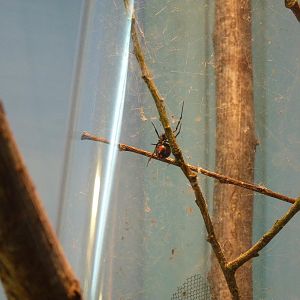 Black Widow