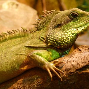 Oriental Water Dragon