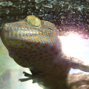 Tokay Gecko