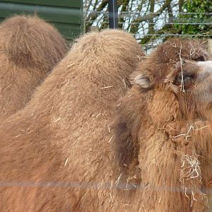 Wacker the Bactrian Camel