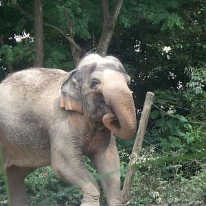 Asian Elephant