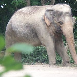Asian Elephant