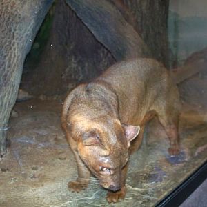 Fossa