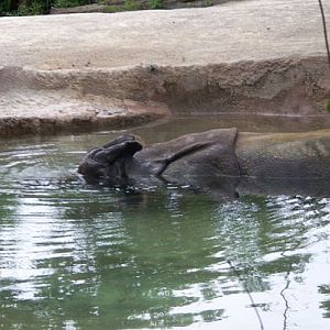 Indian Rhinoceros Taking A Dip