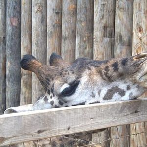 Masai Giraffe at the Feeding Deck