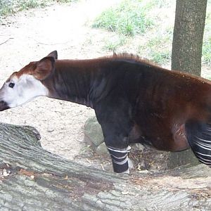 Okapi